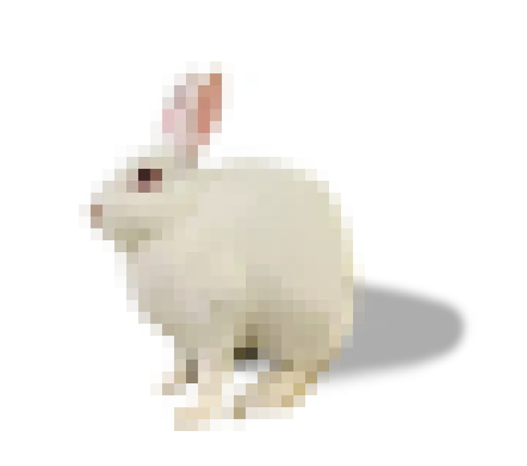 Konijn