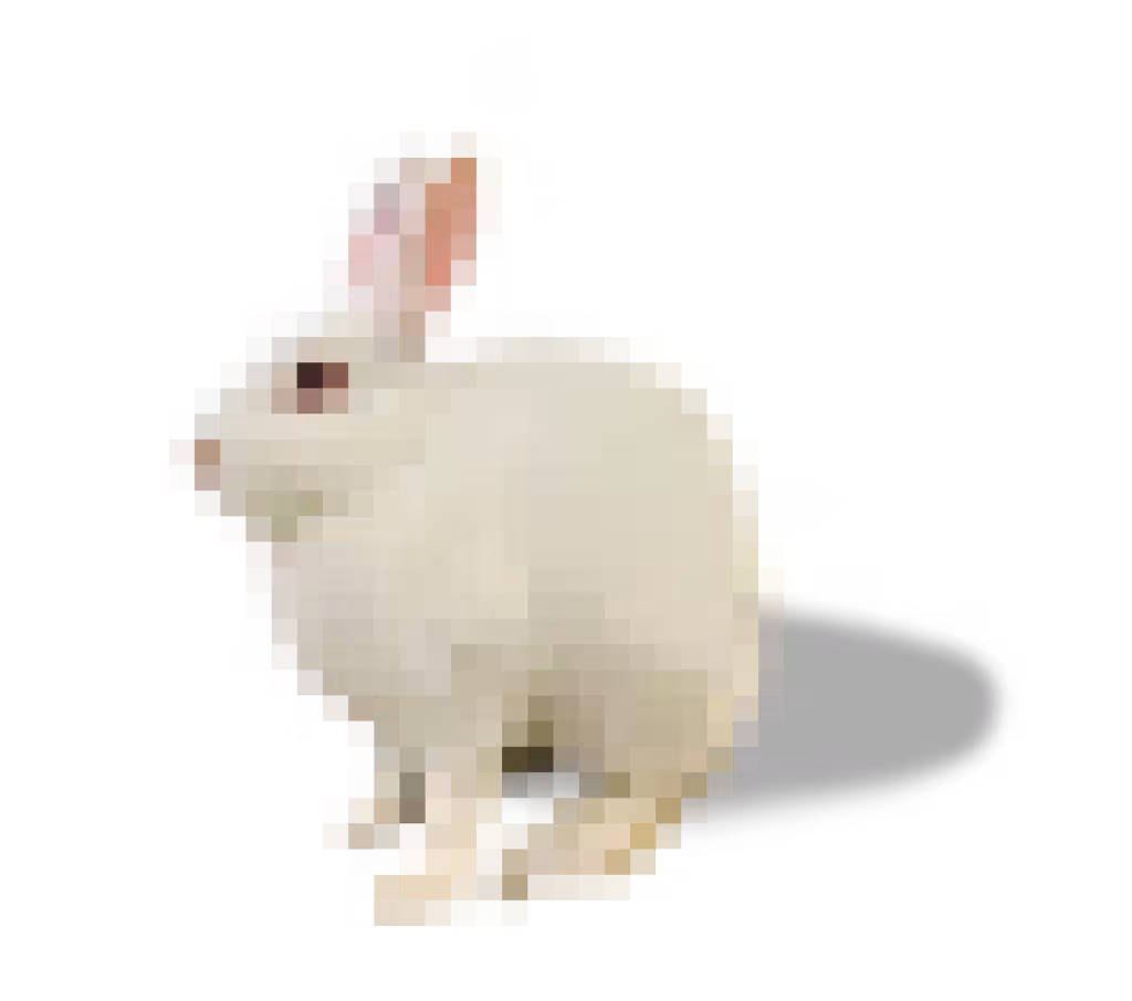 Konijntje